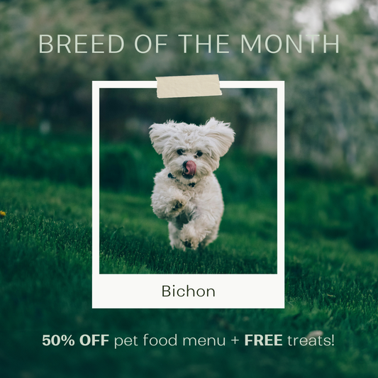 Breed of the Month: Bichons!