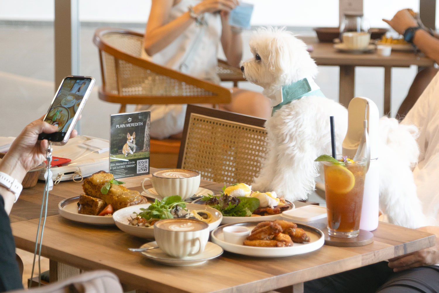 Photo of dog with café food on table