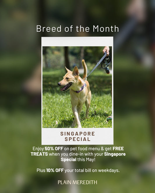 Breed of the Month: Singapore Specials!